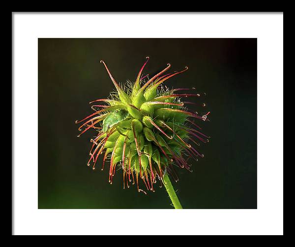 Bug on the Fruiting Body of a Carnation Root Flower / Art Photo - Framed Print