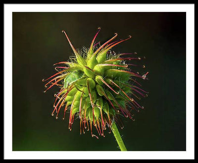 Bug on the Fruiting Body of a Carnation Root Flower / Art Photo - Framed Print