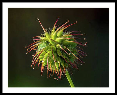 Bug on the Fruiting Body of a Carnation Root Flower / Art Photo - Framed Print