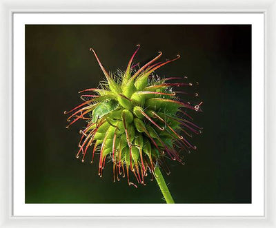 Bug on the Fruiting Body of a Carnation Root Flower / Art Photo - Framed Print