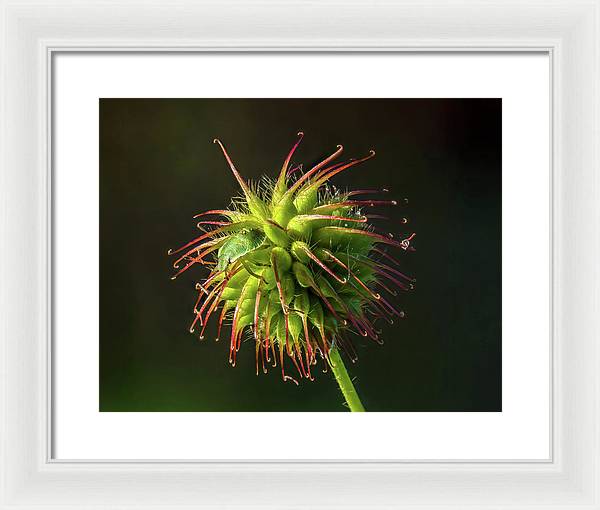 Bug on the Fruiting Body of a Carnation Root Flower / Art Photo - Framed Print