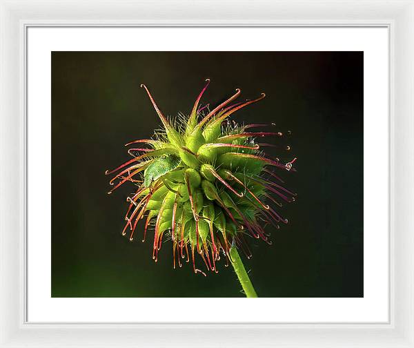 Bug on the Fruiting Body of a Carnation Root Flower / Art Photo - Framed Print