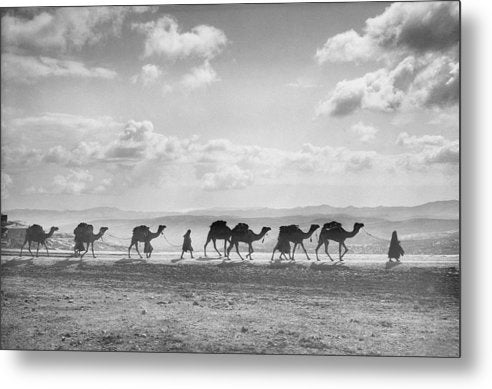 Camel Caravan on Mount of Olives / Art Photo - Metal Print