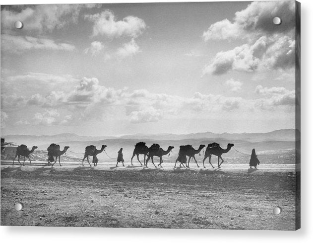 Camel Caravan on Mount of Olives / Art Photo - Acrylic Print