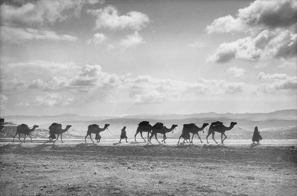 Camel Caravan on Mount of Olives / Art Photo - Art Print