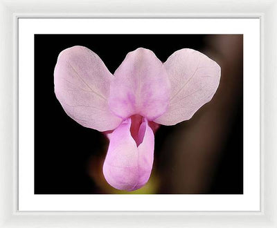 Cercis Canadensis / Art Photo - Framed Print