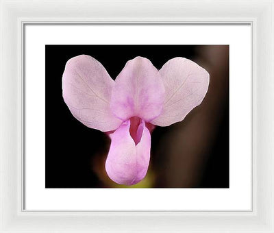 Cercis Canadensis / Art Photo - Framed Print