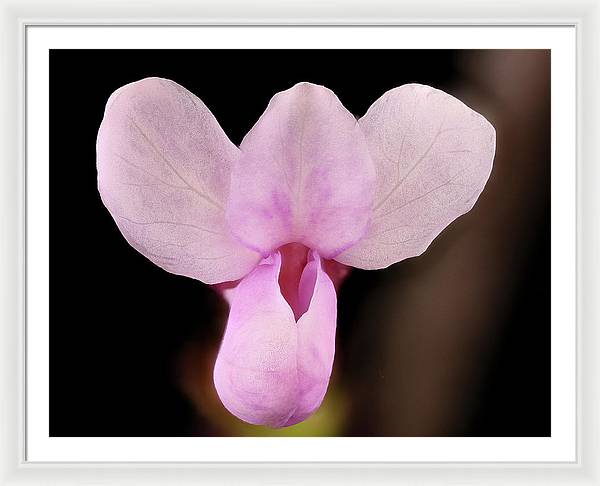 Cercis Canadensis / Art Photo - Framed Print