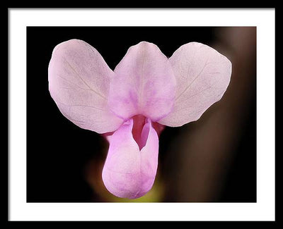 Cercis Canadensis / Art Photo - Framed Print