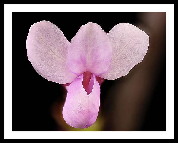 Cercis Canadensis / Art Photo - Framed Print