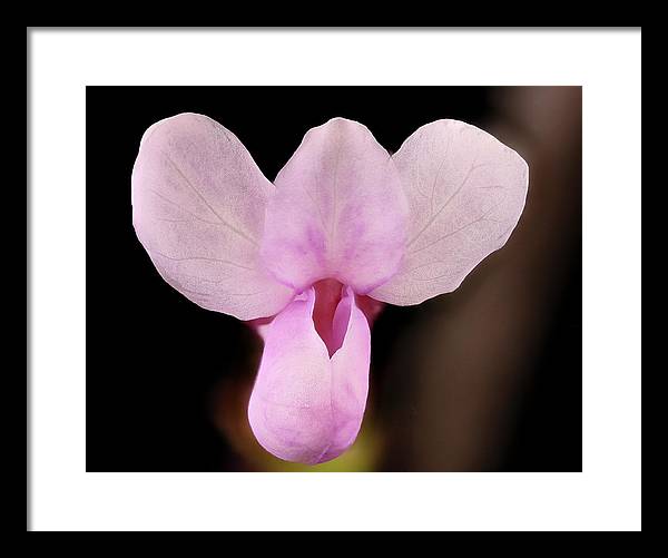 Cercis Canadensis / Art Photo - Framed Print