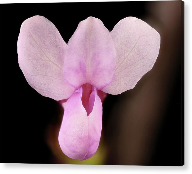 Cercis Canadensis / Art Photo - Acrylic Print