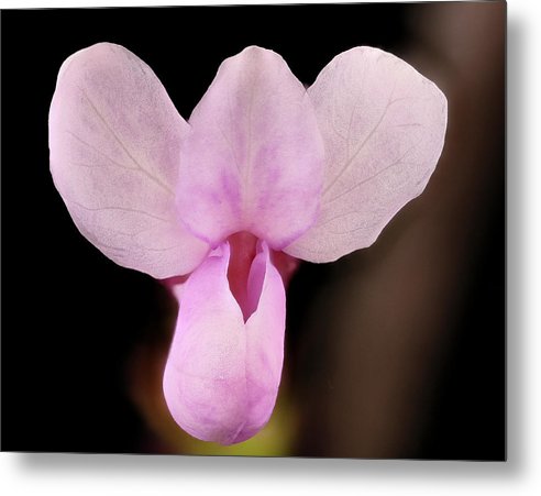 Cercis Canadensis / Art Photo - Metal Print