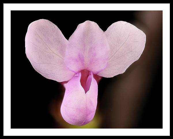 Cercis Canadensis / Art Photo - Framed Print