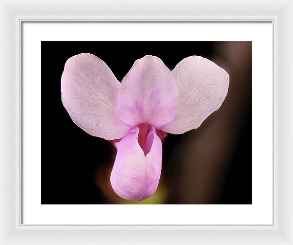 Cercis Canadensis / Art Photo - Framed Print