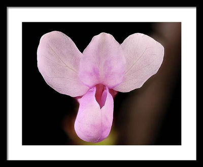 Cercis Canadensis / Art Photo - Framed Print