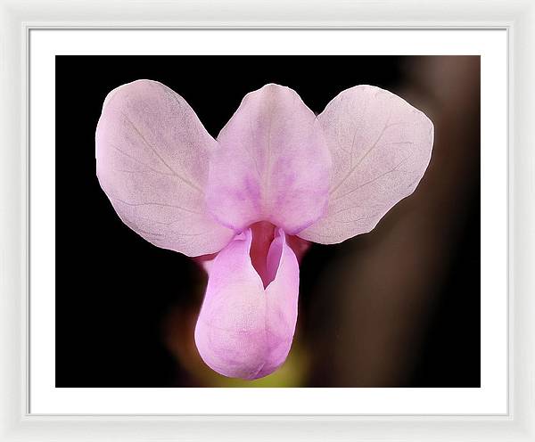 Cercis Canadensis / Art Photo - Framed Print