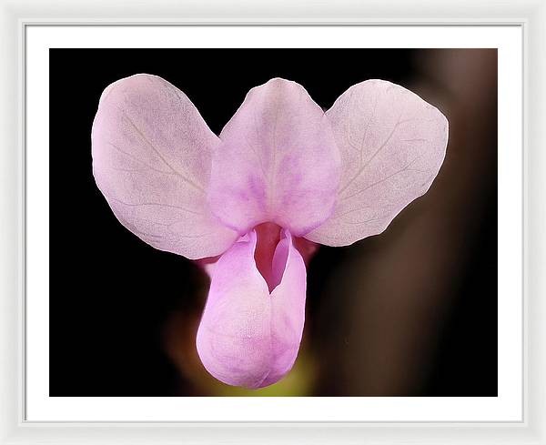 Cercis Canadensis / Art Photo - Framed Print