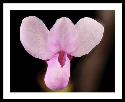 Cercis Canadensis / Art Photo - Framed Print