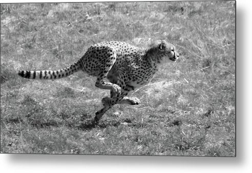 Cheetah, Black and White / Art Photo - Metal Print