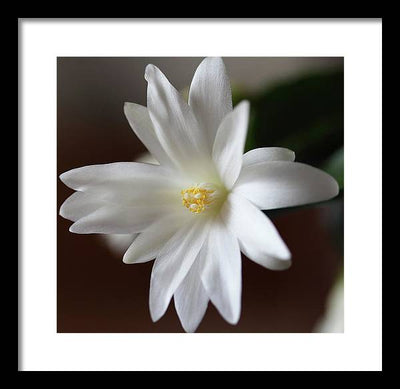 Christmas Cacti / Art Photo - Framed Print