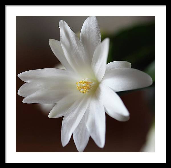 Christmas Cacti / Art Photo - Framed Print