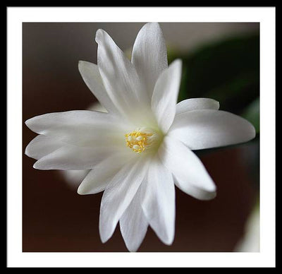 Christmas Cacti / Art Photo - Framed Print