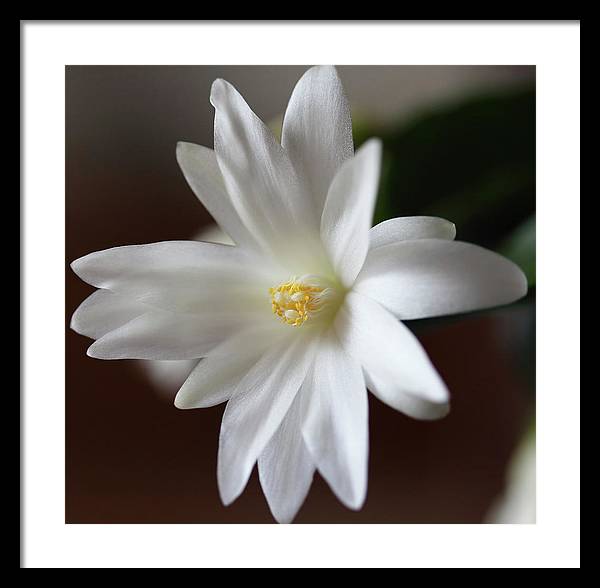 Christmas Cacti / Art Photo - Framed Print