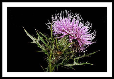 Circium / Art Photo - Framed Print