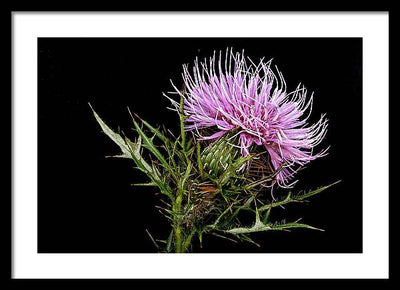 Circium / Art Photo - Framed Print