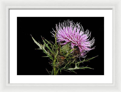 Circium / Art Photo - Framed Print