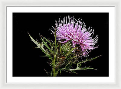 Circium / Art Photo - Framed Print