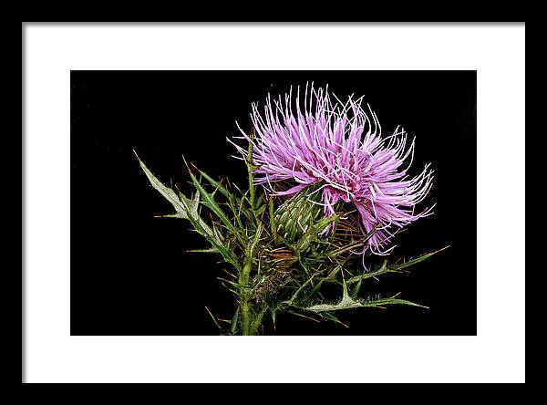 Circium / Art Photo - Framed Print