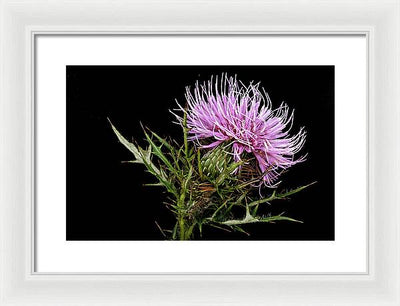 Circium / Art Photo - Framed Print