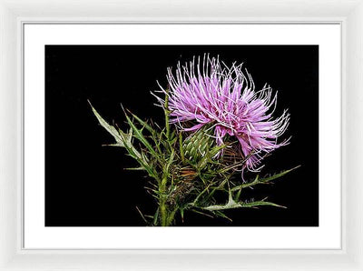 Circium / Art Photo - Framed Print