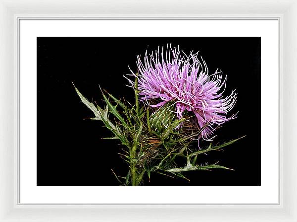 Circium / Art Photo - Framed Print