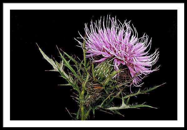 Circium / Art Photo - Framed Print