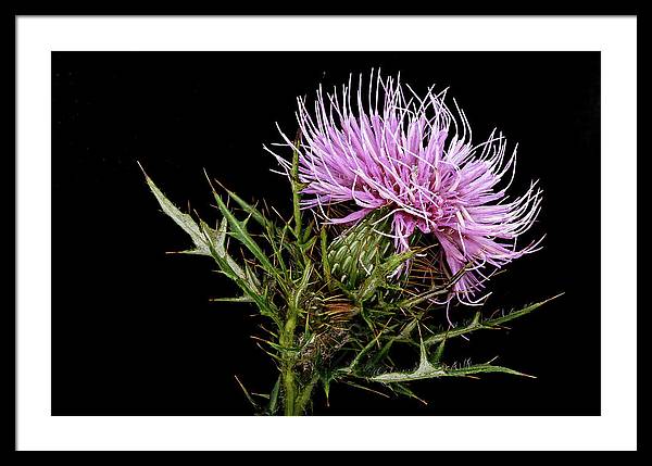 Circium / Art Photo - Framed Print