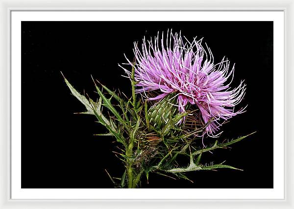 Circium / Art Photo - Framed Print