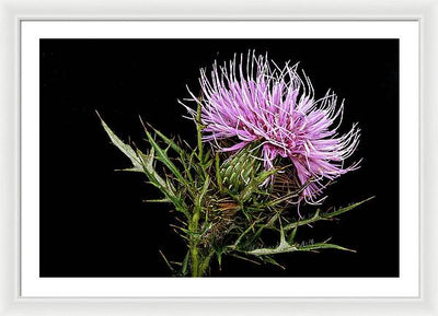 Circium / Art Photo - Framed Print