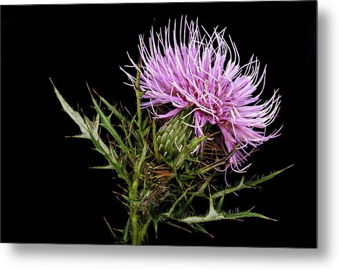 Circium / Art Photo - Metal Print