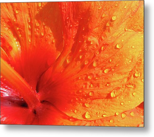 Close up of Hibiscus Petal / Art Photo - Metal Print