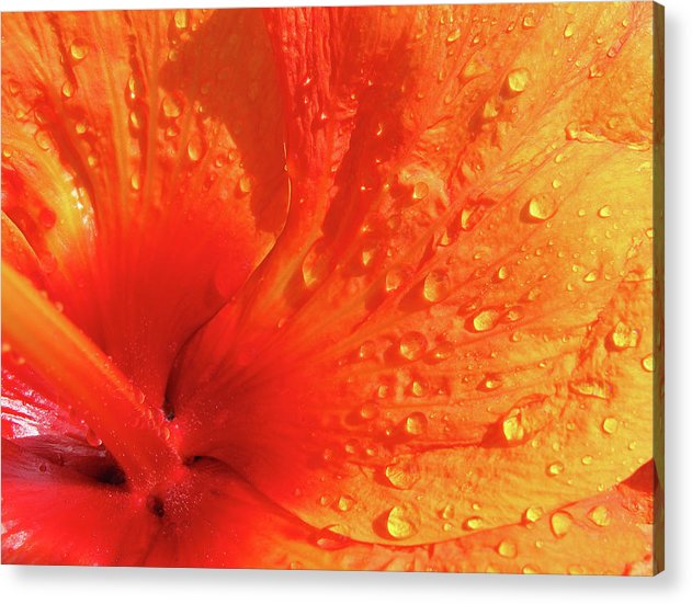 Close up of Hibiscus Petal / Art Photo - Acrylic Print