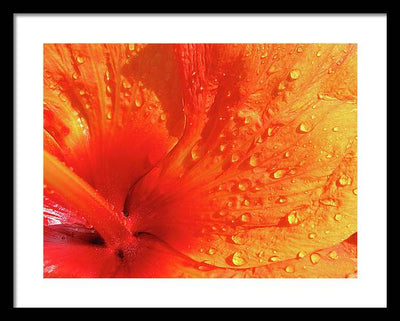 Close up of Hibiscus Petal / Art Photo - Framed Print