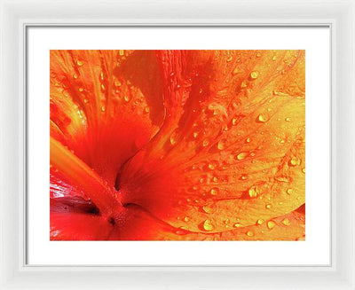 Close up of Hibiscus Petal / Art Photo - Framed Print