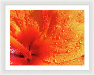 Close up of Hibiscus Petal / Art Photo - Framed Print