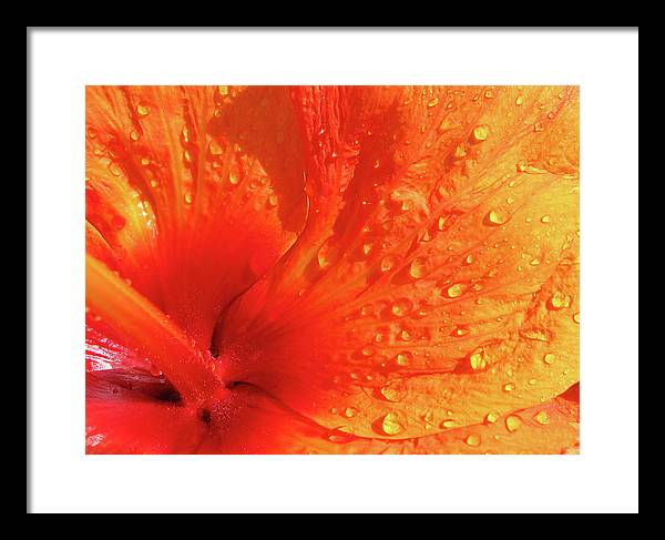 Close up of Hibiscus Petal / Art Photo - Framed Print