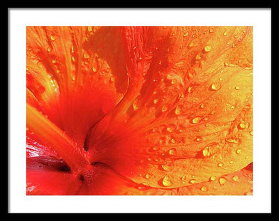 Close up of Hibiscus Petal / Art Photo - Framed Print