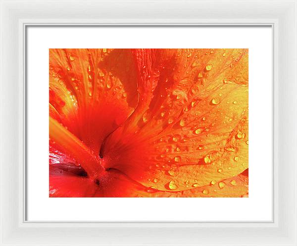 Close up of Hibiscus Petal / Art Photo - Framed Print