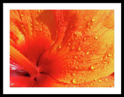 Close up of Hibiscus Petal / Art Photo - Framed Print